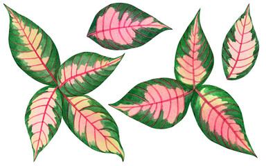 Watercolor painting pink,green leaves,palm leaf isolated on white background.Watercolor set painted illustration tropical,aloha exotic leaf for wallpaper vintage Hawaii style pattern.clipping path
