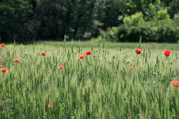 Field with wheat and poppy flowers, photographed in spring