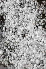 hailstones on the ground after hailstorm, hail of great size, hail sized with a larger coin