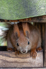 A sweet squirrel with dirty nose looking out of a birdhouse