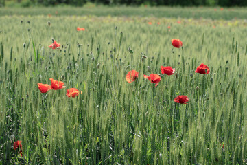 Fototapeta na wymiar Field with wheat and poppy flowers, photographed in spring