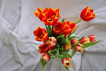 Red tulips on silk  background 