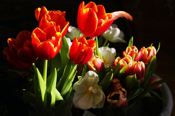 Different tulips on dark background 