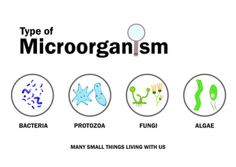 Microbiology diagram present Type of microorganism, Bacteria, fungi (mold), protozoa and micro algae.