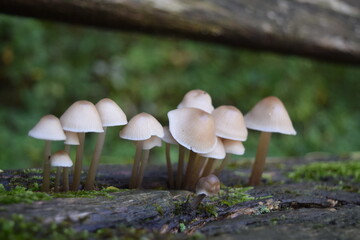 small brown mushrooms that grow in the forest on a damaged wooden bench in autumn, Stuttgart, Germany