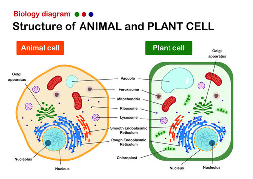 Biology diagram show structure of animal and plant cell