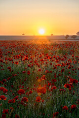 Fototapeta na wymiar Field of red poppies during sunrise