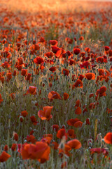 Field of wild red poppies in the morning