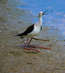 black headed gull