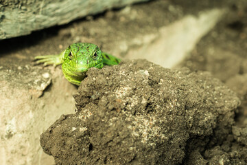 A green lizard peeps out from behind an earth lump