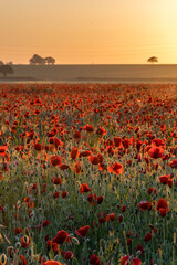 Fototapeta na wymiar Field of red poppies during early morning