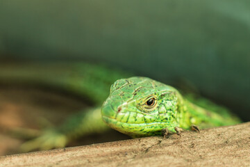 Portrait of the European green lizard (Lacerta agilis)