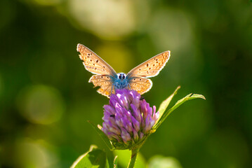 poranek motyl pod światło © Robert Borek