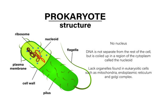 Biology poster show structure of prokaryote such as bacteria