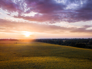 Fototapeta premium sunny field of sunflowers at sunset. drone shot. aerial view. summer spring landscape, background