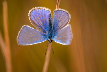 poranek motyl wystawiony do słońca © Robert Borek