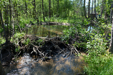 Beaver dam on a stream © Claudia Evans 