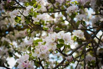 Branches of a blossoming apple tree in spring time. Close-up. Soft focus.