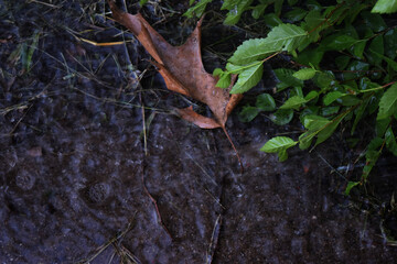 Fall Spring water cr2020 darrelljbanks