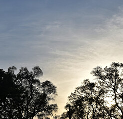 twilight trees  cr2020darrelljbanks