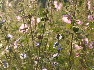 summer wildflowers in the meadow