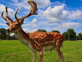 Wild Deer in Phoenix Park in Dublin City. City Park with Cute Brown Deer with its Tongue Out on a Sunny Day.