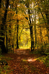 Obraz premium Jesień i jesień krajobraz lasu w Gruzji.Jesień kolor liści i drzew.