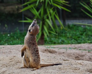 A picture of a meerkat in zoo park Dvůr Králové (Czech Republic) standing on the ground and looking up with green blurred background.