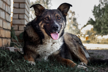 A stray dog ​​is resting sticking his tongue out