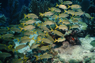 schooling fish, Florida Keys