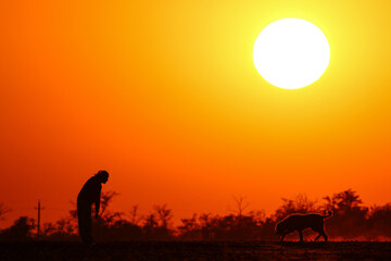 Walking in the meadow on beautiful sunny day. Man and dog silhouette