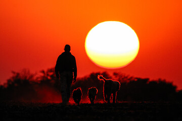 Farm life with dogs walking at sunset.