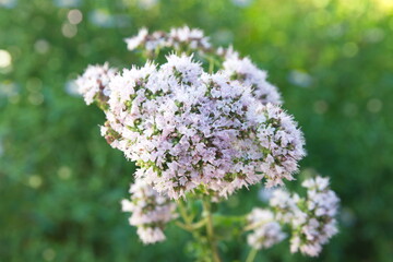 Obraz premium Bouquet of Origanum vulgare, Oregano, sweet marjoram, wild marjoram