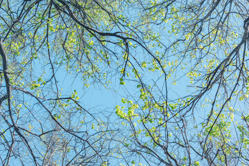 Green trees crowns on the blue sky background,.