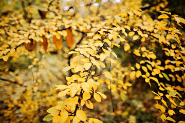 Autumn Golden foliage on trees