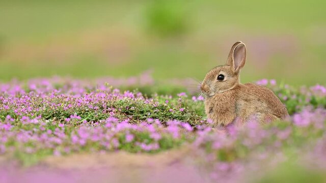 Cute wild rabbit in the natural environment, wildlife, close up, detail, Czech Republic, Europe, European rabbit, Oryctolagus cuniculus
