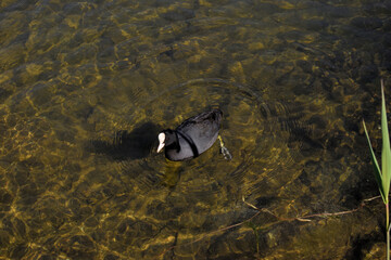 Ente schwimmt in einem See in der Schweiz