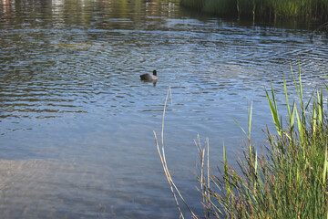 Ente schwimmt in einem See in der Schweiz