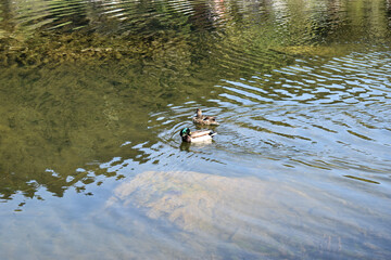 Ente schwimmt in einem See in der Schweiz