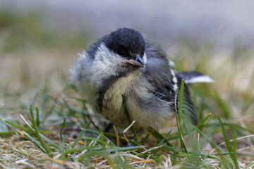 mésange