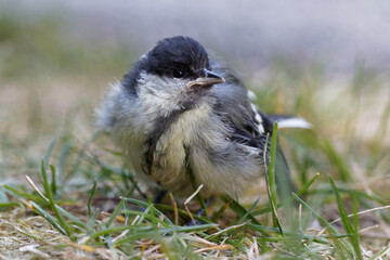 mésange