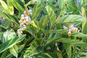 Flowering alpinia zerumbet plant in Florida zoologilcal garden - obrazy, fototapety, plakaty