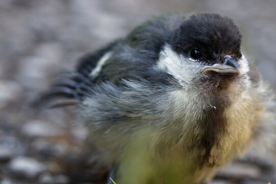 m&eacute;sange