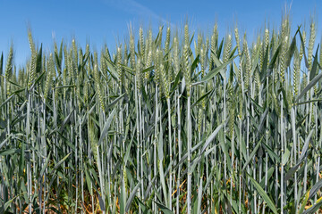 Close up of a crop of wheat in ear