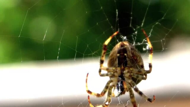 The spider caught a bug and twisted it into a web