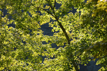 Green backlit leaves at Clifty Creek Park, Indiana