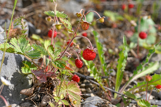 Wald-Erdbeere (Fragaria vesca) - Wild strawberry