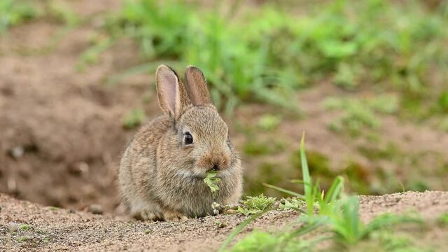 Cute wild rabbit in the natural environment, wildlife, close up, detail, Czech Republic, Europe, European rabbit, Oryctolagus cuniculus
