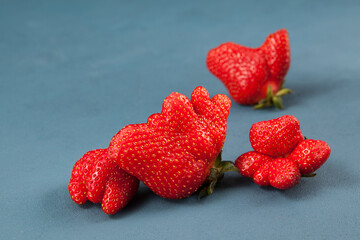 Fresh juicy berries. Organic strawberries of unusual shape, close-up. Trendy ugly fruits. Blue background, copy space