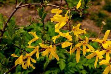 Forsythia is an ornamental deciduous shrub. Yellow flowers. 